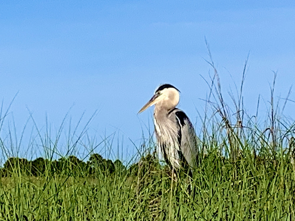 A Great Blue Heron standing watch as we kayak back a tour through the creeks in North Myrtle Beach